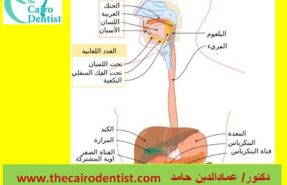 منظار المرئ ومنظار المعدة