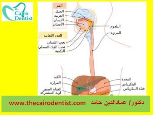 منظار المرئ ومنظار المعدة